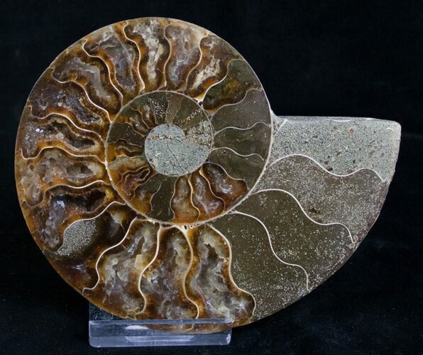 Split Ammonite Fossil (Half) - Beautiful #8544